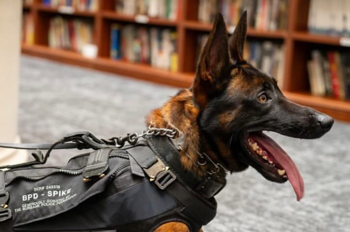 Spike, a four-year-old Belgian Malinois police dog.