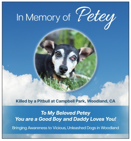 A memorial graphic for Petey, a small black and white dog, featuring text regarding a fatal attack by an unleashed dog at Campbell Park in Woodland, California.