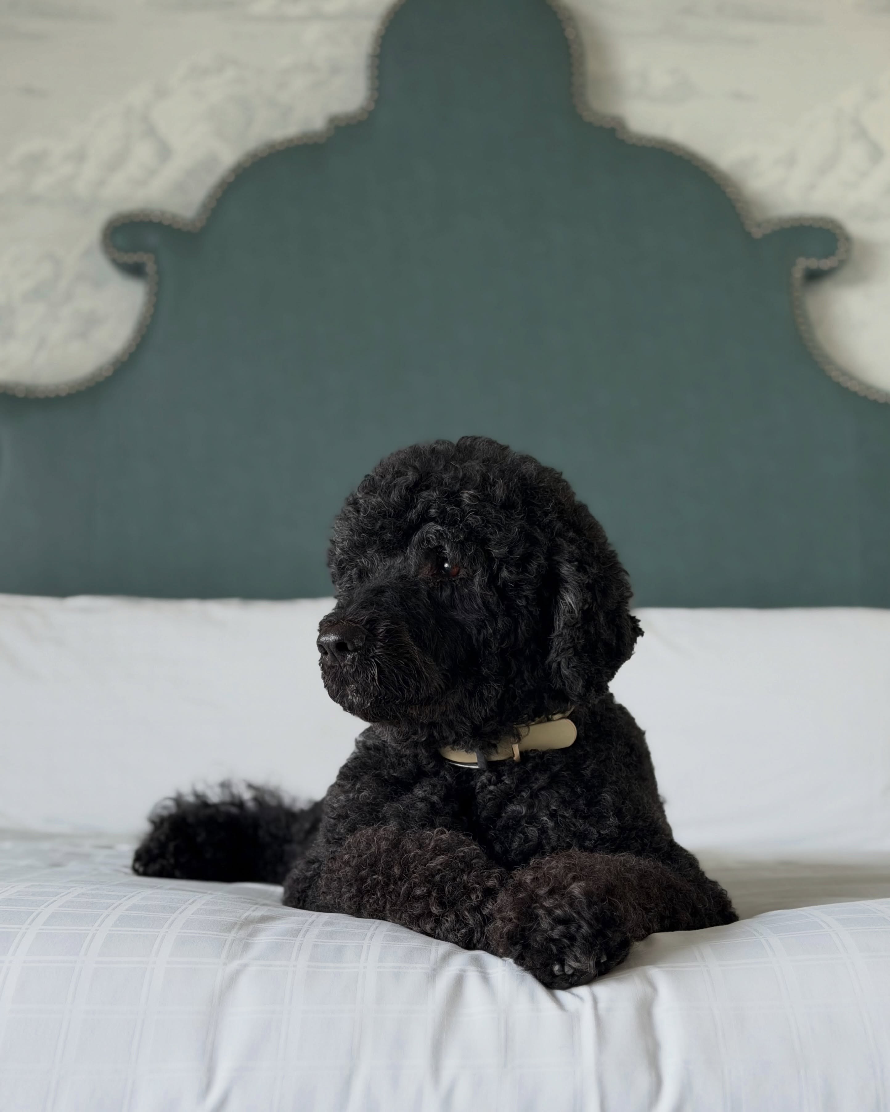 Former President Obama announces death of pet dog Sunny