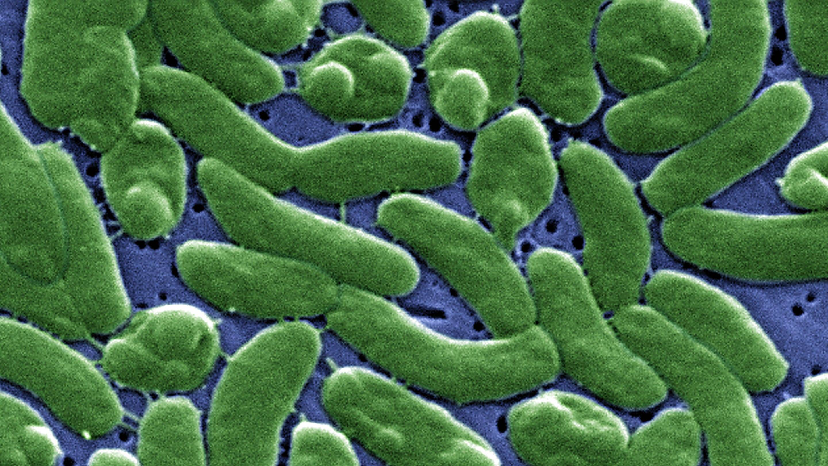 Fourth Floridian dies from flesh-eating oyster bacteria