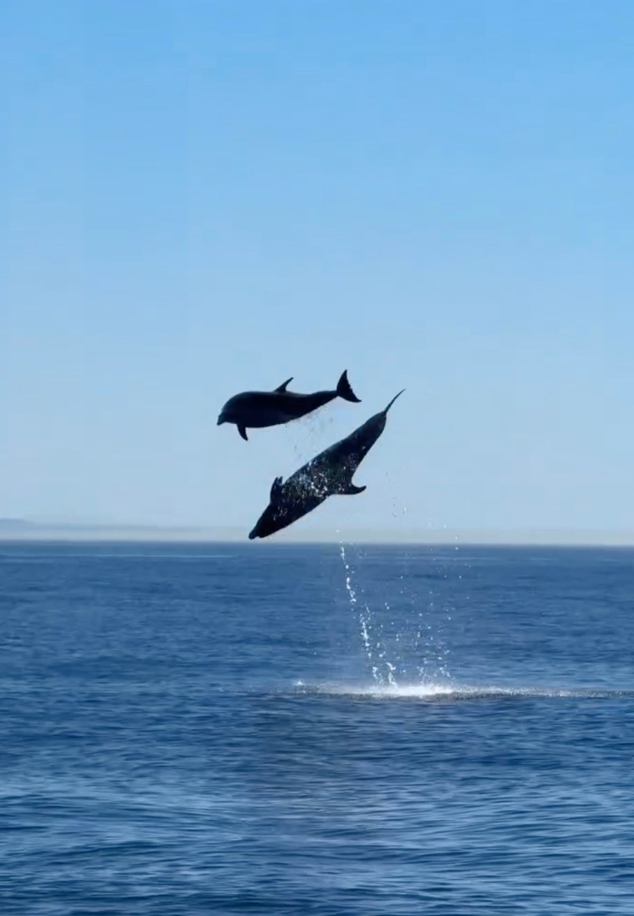 Incredible video captures dolphins launching 10 feet into the air off California coast